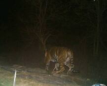 कैमूर पहाड़ी पर लंबे समय बाद दिखा बाघ, वन विभाग ने की टाइगर रिजर्व बनाने की अपील