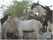 Bakrid 2020: जानिए- कुर्बानी का गोश्त कितने भागों में बांटना होता है, गरीबों और पड़ोसियों का हिस्सा कितना है