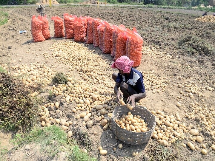 Prices are increasing even after potato production is high do you know the reason आलू का उत्पादन ज्यादा होने पर भी बढ़ रहे दाम, क्या वजह जानते हैं आप?