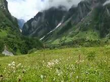 फूलों की घटा में छटा बिखेर रहा ब्लू पॉपी, जानिए कैसे पहुंचा था जापान से भारत