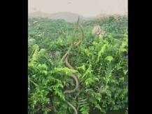 वायरल वीडियोः दो सांपों के बीच हुई जबरदस्त लड़ाई, वीडियो देखकर चौेंके ट्विटर यूजर्स