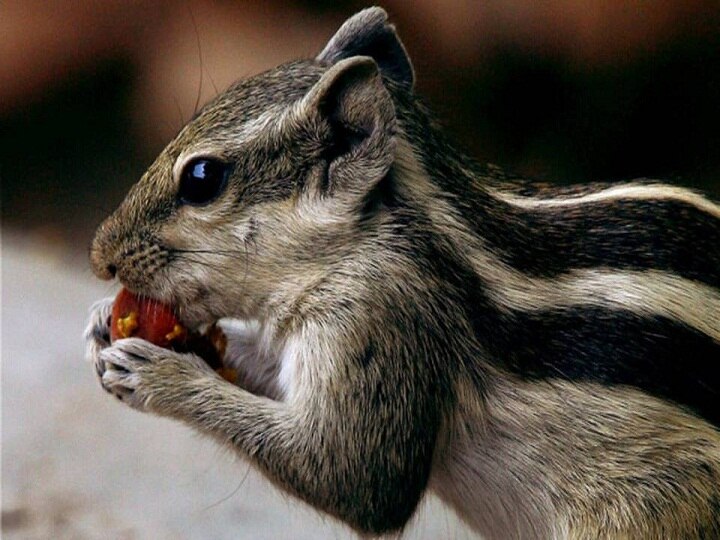 Ram Mandir Bhumi Pujan: When a squirrel helped lord ram during building of bridge Ram-Squirrel Story Ram Mandir Bhumi Pujan: जब भगवान राम की मदद के लिए साथ आई गिलहरी और फिर उसे मिली खास पहचान
