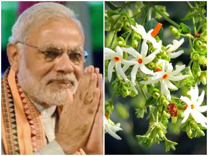 Bhumi Pujan: Ayodhya Ram Mandir PM Modi Will Plant Parijat | Bhumi Pujan:  अयोध्या में पीएम मोदी लगाएंगे पारिजात का पौधा, जिसे देवराज इंद्र ने स्वर्ग  में किया था स्थापित