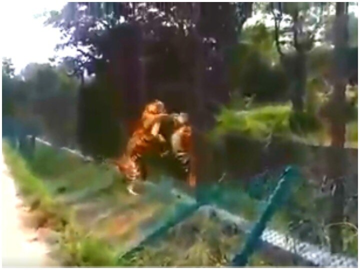 Video: A fight between a wild tiger and a safari tiger in Karnataka Viral Video: क्या आपने कभी देखी है जंगली और सफारी बाघ की लड़ाई? वायरल हो रहा है ये वीडियो
