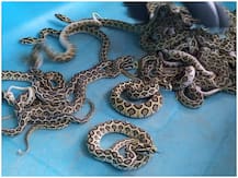 तमिलनाडु: कोयम्बटूर में चिड़िया घर में रसेल वाइपर सांप ने दिया 35 बच्चों को जन्म, देखें तस्वीर