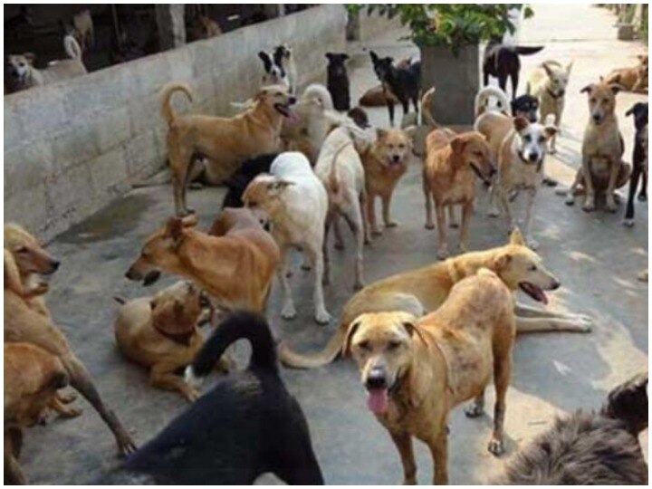 Delhi reported 120 cases of dog bite daily in three years, but no stray count after 2009 दिल्ली में डॉग बाइट के तीन साल में रोजाना 120 मामले, 2009 से नहीं हुई आवारा कुत्तों की गणना