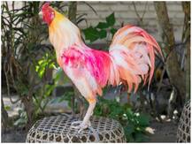 पाकिस्तान: अदालत के हुक्म से आठ महीने बाद पुलिस हिरासत से मुर्गे को मिली मुक्ति, जानिए क्या है मामला