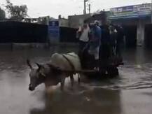 बारिश ने थामी दिल्ली की रफ्तार, जलजमाव के साथ सड़कें ब्लॉक, राजधानी में बैलगाड़ी का भी चलना मुहाल