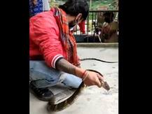 Viral Video: नैनीताल में घर से मिला लंबा किंग कोबरा, वन विभाग की टीम ने किया रेस्क्यू
