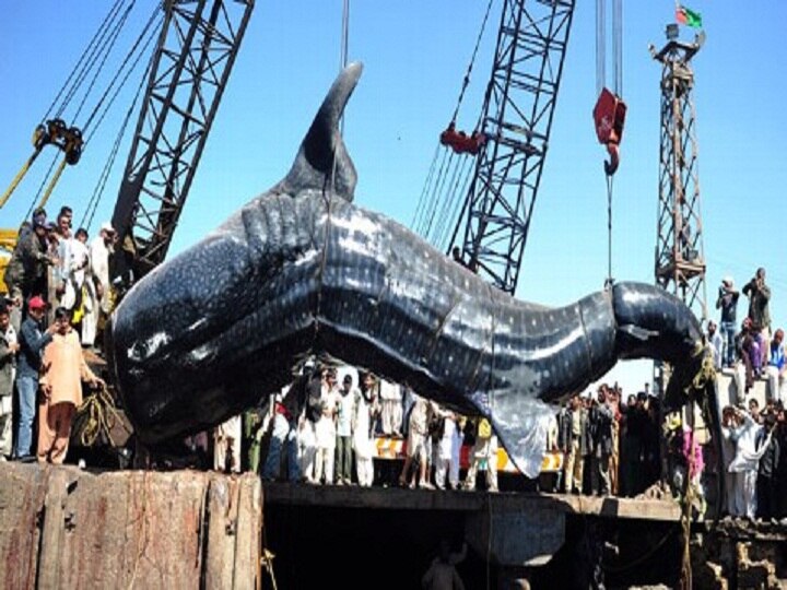 A dea whale shark found at a dock in mumbai state fisheries department starts investigation मुंबई में मिला दुर्लभ प्रजाति की व्हेल शार्क का शव, मछुआरों के जाल में फंस गई थी