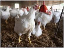 Coronavirus: चीन का दावा- ब्राजील से मंगाए गए फ्रोजन चिकन में मिला कोरोना वायरस