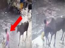 Viral Video: सड़क पर चलते मासूम पर आवारा बैलों ने किया हमला, CCTV में कैद हुई घटना