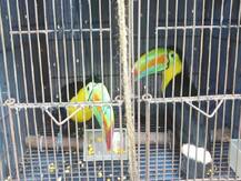 BSF ने पकड़ा 14 लाख रुपए से ज़्यादा का पक्षियों का दुर्लभ जोड़ा, बांग्लादेश ले जा रहे थे तस्कर