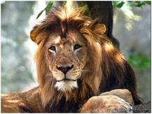 पाकिस्तान के चिड़ियाघर से 513 जानवर 'लापता', बहुमूल्य जानवरों के चोरी होने का शक