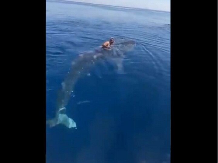 Viral video of a Saudi Arabia man riding on a whale shark fish in red sea Viral Video: बीच समुद्र में इस शख्स ने किया हैरतअंगेज स्टंट, व्हेल शार्क की पीठ पर बैठकर की सवारी