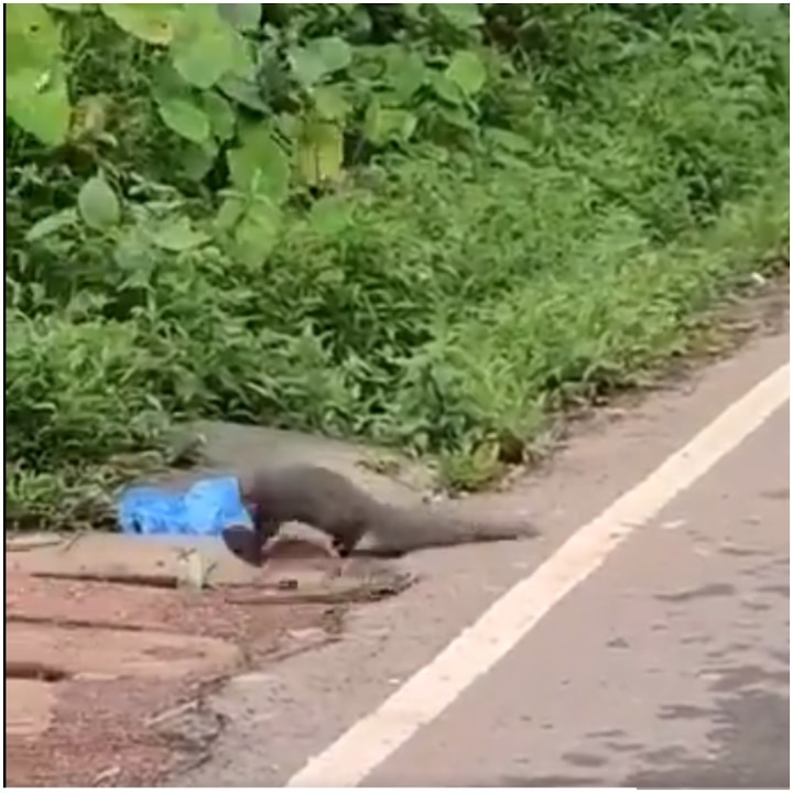 Fierce battle between snake and mongoose goes viral on Internet. Watch video Virla Video: सांप और नेवले की खतरनाक लड़ाई का वीडियो आया सामने, जानें जंग में किसकी हुई जीत?