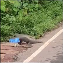 Virla Video: सांप और नेवले की खतरनाक लड़ाई का वीडियो आया सामने, जानें जंग में किसकी हुई जीत?