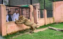 तस्वीरें: अखिलेश यादव के साथ इटावा के सफारी पार्क घूमने पहुंचे तेज प्रताप यादव