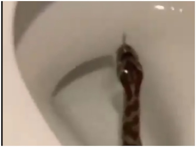 Viral Video Shows Snake Emerging From Toilet, Twitter Horrified