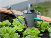 बागबानी की कला को कैसे निखार सकते हैं? जानिए आसान और सरल तरीके