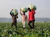 1 लाख करोड़ क्रेडिट लिमिट से अधिक के Kisan Credit Card स्वीकृत