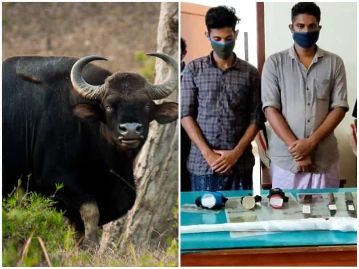 After the murder of pregnant Hathini, now pregnant bison is killed in Kerala ANN