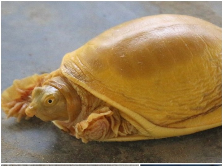 Rare Golden Turtle Found In Nepal For The First Time Ever नेपाल में नजर आया गोल्डन कछुआ, भगवान विष्‍णु का अवतार मान रहे लोग