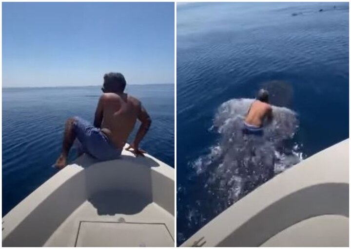 Watch: Saudi man takes a ride on an endangered whale shark in the Red Sea साऊदी के इस व्यक्ति ने किया हैरतअंगेज कारनामा, रेड सी में शार्क की पीठ पर सवार होकर लगा तैरने, वीडियो वायरल