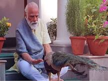 प्रधानमंत्री निवास में मोर को दाना खिलाते दिखे पीएम मोदी, कविता भी लिखी- 'मोर चहकता, मौन महकता'