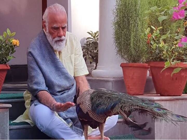 कांग्रेस ने PM के मोर वाले वीडियो पर साधा निशाना, कहा- मोदी जी 'मोर' प्रचार नहीं, मोर काम कीजिए Congress targeted PM peacock video, said Modi ji 'Mor' PR nahi, more kaam kijiye कांग्रेस ने PM के मोर वाले वीडियो पर साधा निशाना, कहा- मोदी जी 'मोर' प्रचार नहीं, मोर काम कीजिए