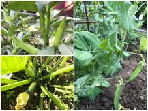 हजारों की कीमत में मिलती हैं ये सब्जियां, दाम जानकार आप रह जाएंगे हैरान