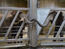 12 साल बाद अपनी बेटी और नातिन से मिली बुजुर्ग हथिनी, इस तस्वीर ने कर दिया सबको भावुक