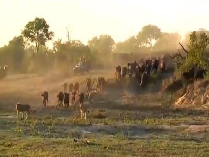 Viral Video: भैंसों के झुंड ने शेरों को दौड़ाया, डर कर भागे जंगल के राजा Viral Video: Lions get chased after attacking buffalo herd Viral Video: भैंसों के झुंड ने शेरों को दौड़ाया, डर कर भागे जंगल के राजा