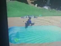 Viral Video: 3 साल के बच्चे की बहादुरी से सब हैरान, स्विमिंग पूल में फंसे अपने दोस्त की बचाई जान