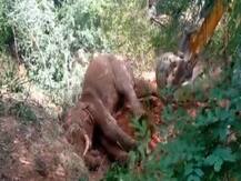 Watch: जमीन पर पड़े हाथी को बड़े मुश्किल से किया गया रेस्क्यू, वायरल हुआ वीडियो