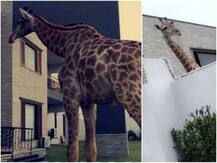 पाकिस्तान में एक शख्स ने घर में पाल रखा है जिराफ, वीडियो देख सोशल मीडिया पर फूटा लोगों का गुस्सा