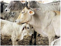 कोरोना वायरस के बीच असम में नई आफत, जानिए क्या है पशुओं में होनेवाला संक्रामक LSD