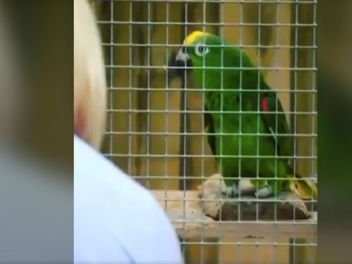 Parrot sings Beyonc song people are surprised video is becoming increasingly viral on social media ब्रिटेन: तोते ने गाया 'बेयॉन्से' का गाना तो लोग हुए हैरान, सोशल मीडिया पर तेजी से वायरल हो रहा वीडियो