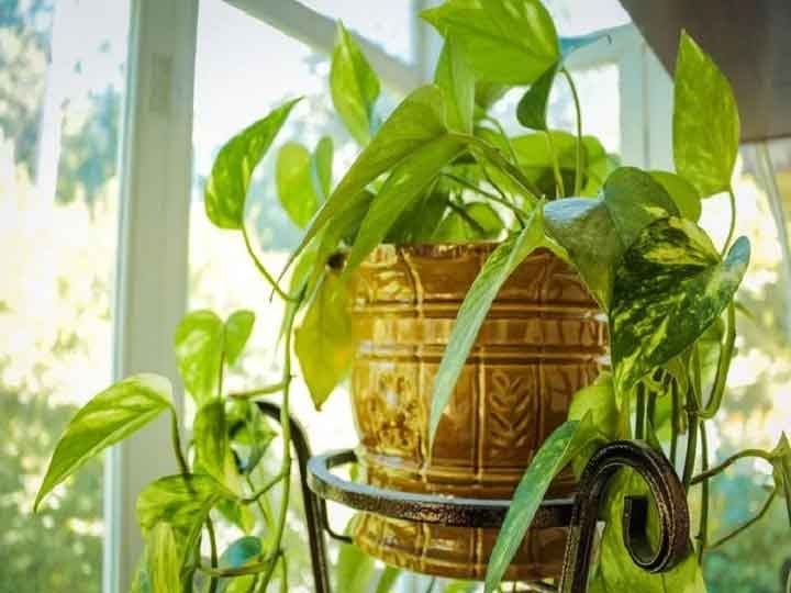 This plant is more effective than money plant, if planted at home, it will become rich मनी प्लांट से भी ज्यादा असरदार है यह पौधा, घर में लगाएंगे तो हो जाएंगे मालामाल