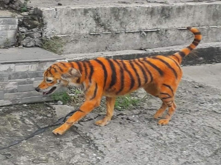 Stray Dog Found Painted To Look Like Tiger, Anger shown in people photos goes viral कुत्ते को पेंट कर बना दिया Tiger, फोटो देख सोशल मीडिया पर फूटा लोगों का गुस्सा