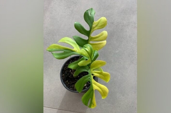 philodendron minima this plant with only 4 leaves just sold for rs 4 lakh न्यूजीलैंड में 4 लाख रुपए में बिका सिर्फ चार पत्तियों वाला पौधा, जानें इसमें क्या खास है