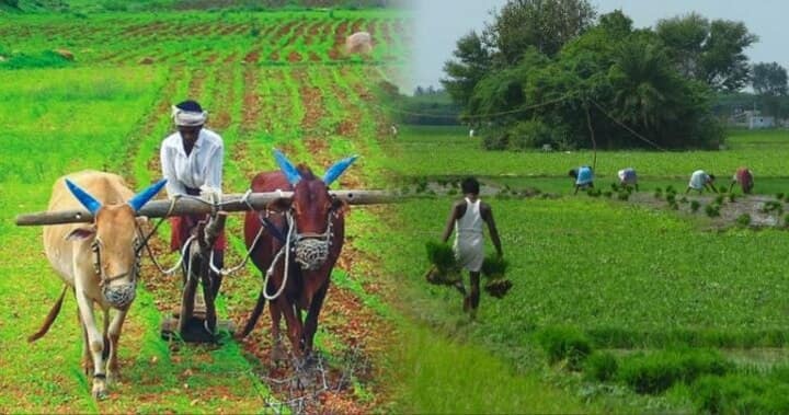 Record area of 1095 lakh hactare covered under current Kharif crops season ANN खराब आर्थिक हालातों के बीच राहत की खबर: इस साल धान और दाल जैसी खरीफ फसलों की हुई रिकॉर्ड बुवाई