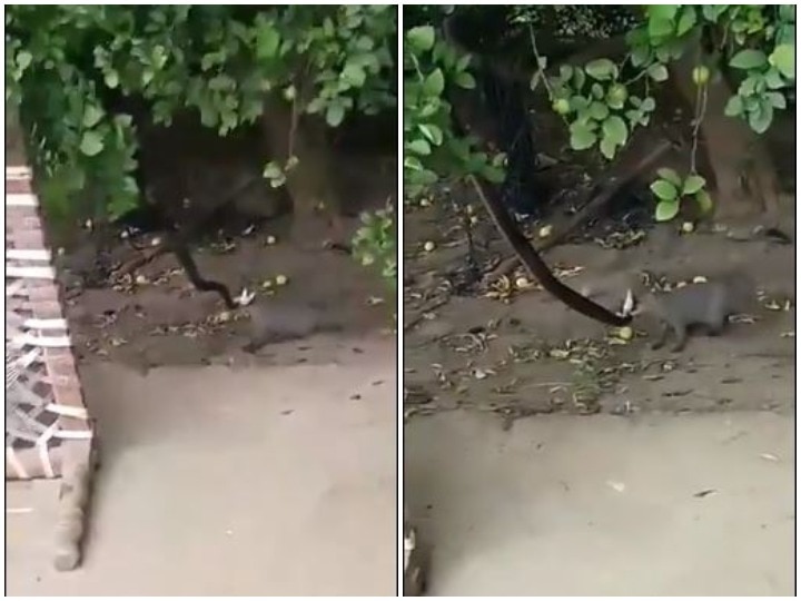 Mongoose Jumps Up To Catch Snake Resting On A Branch Viral Video: पेड़ पर आराम कर रहे सांप को देखते ही नेवले ने झपट्टा मारा, जमकर हुई दोनों में लड़ाई