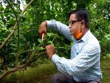 लाखों का पैकेज छोड़ कर रहे नींबू की टेक्निकल बागवानी, लेमन मैन के नाम से मशहूर हुए आनंद