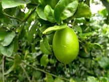 Health Tips: नींबू के बीज भी हैं नींबू जितने असरदार, जानें होते हैं कितने फायदेमंद