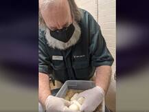 Viral Video: 15 सालों से किसी के संपर्क में नहीं आई मादा अजगर, अब दिए सात अंडे