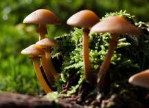 गोवा के जंगलों में दिखे दुर्लभ मशरूम, रात होते ही इनमें से निकलने लगती है रोशनी