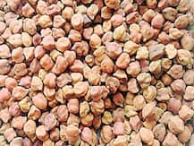 डेढ़ महीने में 1000 रुपये प्रति क्विंटल महंगा हुआ चना, तेजी की ये हैं मुख्य वजहें