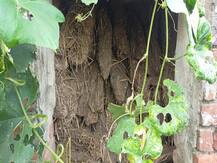 दम तोड़ रहा है 'खुले में शौच मुक्त' देश का सपना, कहीं लकड़ियां रखी हैं तो कहीं बकरियां बांधी जा रही हैं