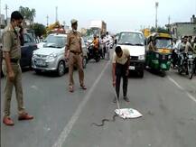 अमरोहा में हाई वे पर आया नाग-नागिन का जोड़ा, देखने वालों का लगा तांता